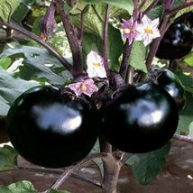 Black Round Eggplant, 30 seeds - £8.19 GBP