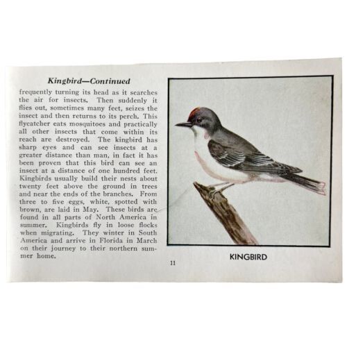 Kingbird Bird Print 1931 Blue Book Birds Of America Antique Art PCBG13A - $19.99