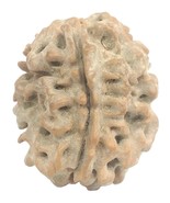 Rare 1 Mukhi Rudraksha With Single Seed inside - 21.55 mm - IGL Certified - $19,487.51 MXN