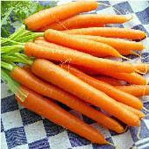 USA Seller Danvers 126 Carrots Seeds Fast Shipping - £9.88 GBP