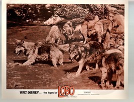 Legend Of Lobo...King Of The Wolfpack-11x14-Color-Lobby Card - £26.05 GBP