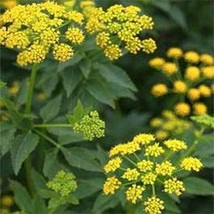 Zizia Aurea Golden Alexanders 50 Seeds Fresh Garden - £5.30 GBP