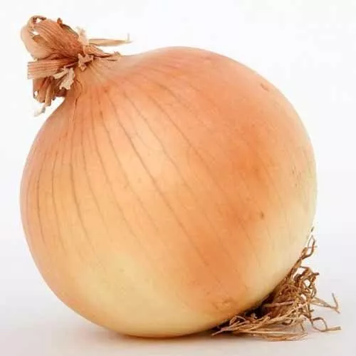 Onion Seeds Texas Early Grano 200 Seeds Fast Shipping - £6.58 GBP