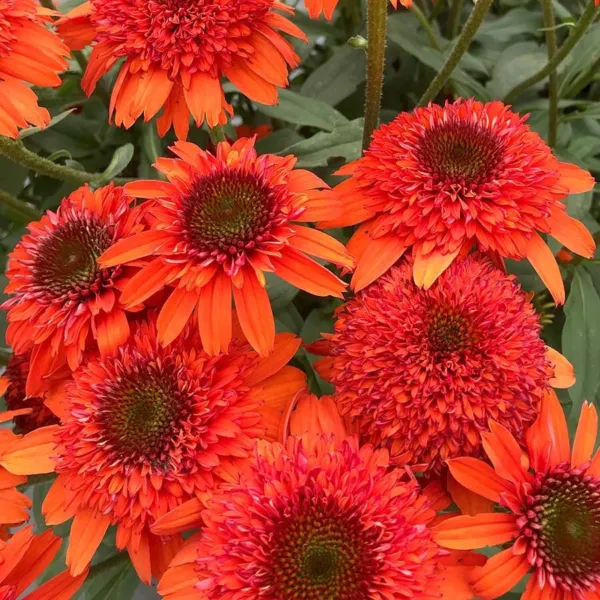 50 Moab Sunset Coneflower Seeds Echinacea Perennial Flowers Seed Flower 1357 Fre - £8.98 GBP