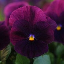 Pansy 15 Cool Wave Purple Hanging Pansy Coolwave Pansy Fresh Seeds USA Seller - £12.35 GBP