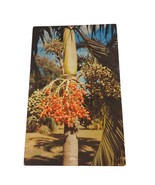 Postcard Christmas Palm Fairchild Tropical Garden Coral Gables Florida C... - $4.84