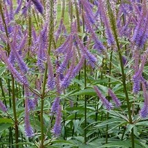 Veronicastrum Sibiricum Culver’S Root 50 Flower Seeds Gardening USA SELLER - £7.84 GBP