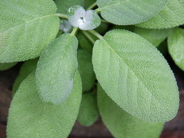 150 Broadleaf Sage Non-GMO Vegetable Seeds - £14.16 GBP