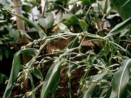 Coix Lachryma Jobi Jobs Tears Grass Seeds New Fast Shipping - $337.12 MXN