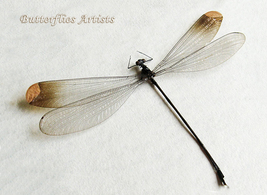 Real Giant Dragonfly Microstigma Rotundatum RARE Framed Entomology Shado... - $62.99
