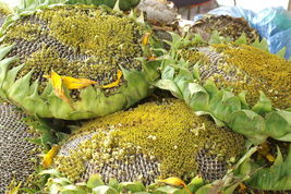 Giant Titan Sunflower Seeds Huge 24 inch Heads Big Fat Seeds 100 fresh seeds  - £23.17 GBP