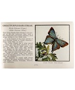 Great Purple Hair Streak Butterfly 1934 Butterflies America Insect Art P... - $19.99