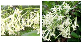 Cestrum Nocturnum Night Blooming Jasmine Live Well Rooted STARTER Plant Fragrant - £36.33 GBP