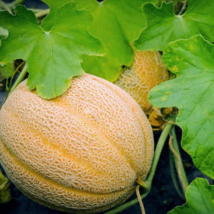 125 Hales Best Jumbo Melon, NON-GMO, Cantaloupe, Muskmelon Fruit Seeds - £15.01 GBP