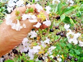 New Fresh Seeds 25 Pixie White Crepe Myrtle Seeds Lagerstroemia Pixie White - £8.70 GBP