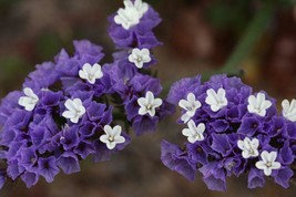 50 Pcs Purple Statice Sea Lavender Flower Seeds #MNSB - £11.74 GBP