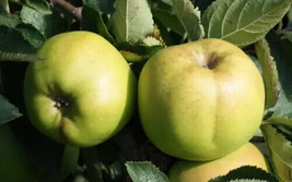 PWO 25+ Rhode Island Greening Apple Seeds For Garden Planting - Usa - ! - £4.93 GBP