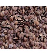 SL 200Pcs Mimosa Tenuiflora - (Color: Seed) - $12.45