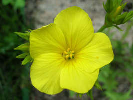 500 Seeds Organic GOLDEN FLAX Yellow Linseed Common Linum Flavum Flower - £13.48 GBP