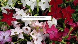 Tobacco Jasmine Seeds - Flower Seeds - BOGO - $0.99