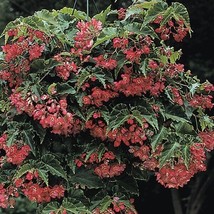 SL 15+ Seeds Begonia Tiny Gem House Plant Garden- Flowers Easy To Grow Plant - $4.50