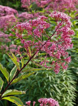 US Seller 300 Seeds Joe Pye Weed Spotted Fall Planting Pollinators Butterflies - $10.17