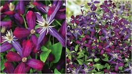 Live Plant Fragrant Sweet Summer Love Clematis Long Blooming 4&quot; Pot Garden - $59.99