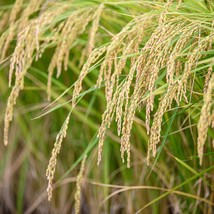 Rice Maejo 2 Seeds - Premium Organic Rice Cultivation Seeds in Packs of 100/500 - £5.12 GBP