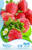 Fresh Seeds Large Sized Bright Red Cream Red Strawberry Seeds Pack 60 Se... - £10.80 GBP