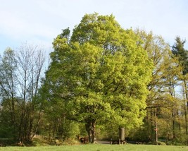 Acer Campestre (Hedge Maple) 25 seeds - £1.39 GBP