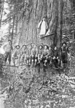 Reproduction Photo of Vintage Photos Of Lumberjacks Cutting Large Redwood Trees  - £9.46 GBP