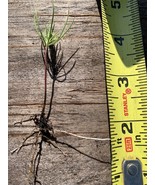 10 pine tree seedlings 3”-6” tall- bare root. Fast Growing Wild. - $14.85