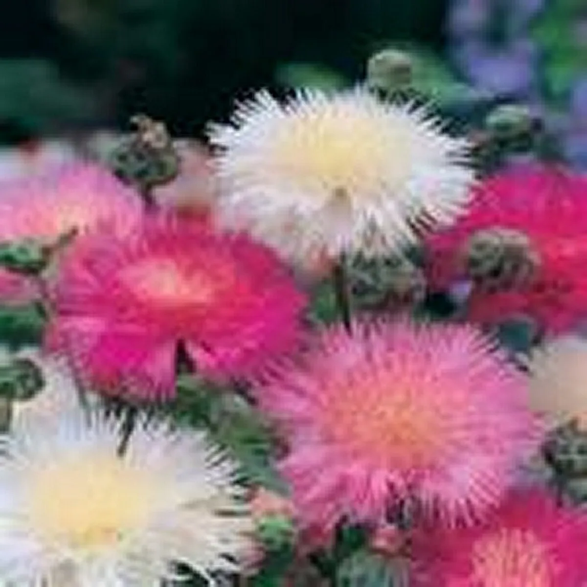 Sweet Sultan Imperialis Mix 100 Seeds From USA - £6.65 GBP