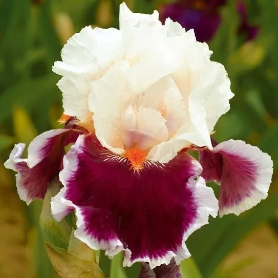 Purple White Heirloom Iris 21 Seeds Fragrant Flower Plant USA Seller - £11.46 GBP