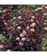 2 Crimson Diablo Ninebark Shrub 2.5&quot; pot - $10.95