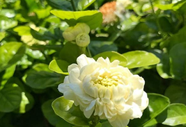 Fresh 100 Seeds Jasmine Seeds &#39;Grand Duke Of Tuscany&#39; White Fragrant Double Flow - £9.64 GBP