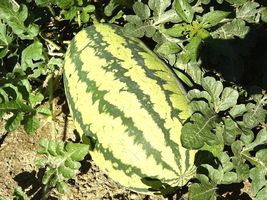40 Jubilee Watermelon Seeds Heirloom Organic - £6.20 GBP