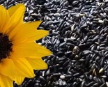 10 Sunflower Seeds  Black Oil Heirloom Non-Gmo Fresh Fast Shipping - £7.04 GBP