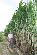 SEPTH Elephant Grass Seeds - Tallest Grass in The World Made in USA - $9.00