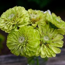 ArfanJaya Zinnia Seeds -Dahlia Flowered Envy, 100 Seeds, Open Pollinated - £7.33 GBP