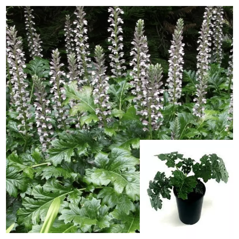 Acanthus Mollis 4&quot; Purple Breeches Sea Dock Bears Foot oyster Live Plant... - $22.99