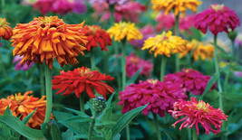 FA Store Zinnia Cactus Giant Zinnia 115 Seeds  - £5.86 GBP