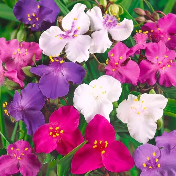 Fresh New Spiderwort Shimmer Mix 25 Seeds Hardy And Beautiful Perennial ... - £10.35 GBP