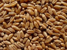 Hard Wheat Kernels - $62.52
