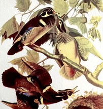 Wood Duck Bird Lithograph 1950 Audubon Antique Art Print Waterfowl DWP6D - £23.59 GBP
