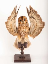 Stuffed European OWL Taxidermy Owl Strix aluco Bird Scarecrow #12 - £360.24 GBP