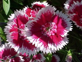 1333 Sweet William, Biennial/Perennial Flower Seeds - $17.85