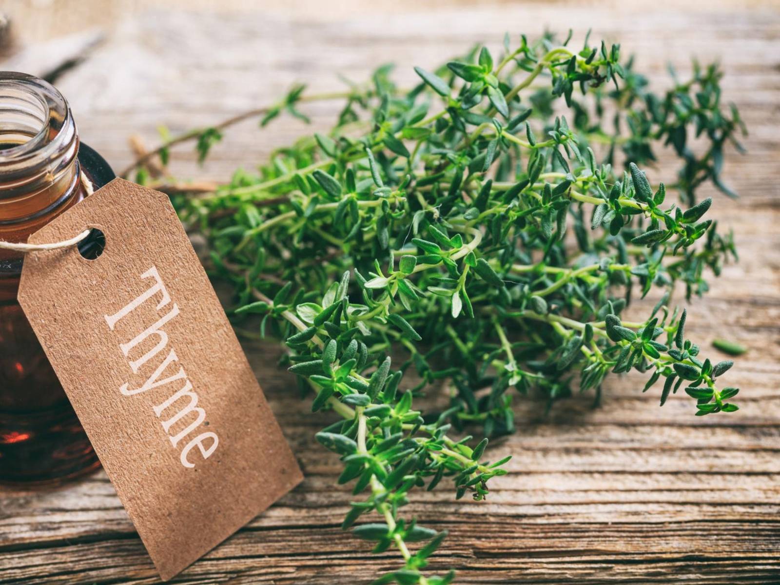 German Winter Thyme Seeds Organic Thyme Seeds Seeds Herb Seeds Thyme At ... - $2.98