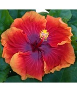Fresh 15 Seeds Hibiscus Imperial Dragon House Flowers Fast Shiping - $176.36 MXN