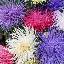 Grow In US Aster Buy 1 Get 1 50% Giant Crego Mixed Colors 200+ Seeds Organic Hei - £7.89 GBP